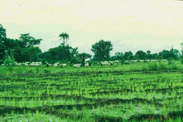 ヌペの稲作地（準水田）とフルベの放牧牛