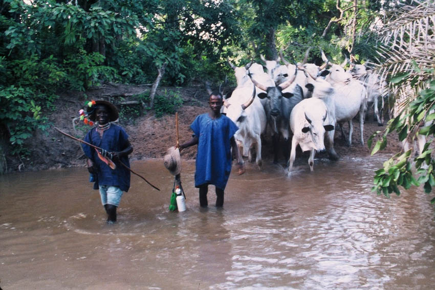 ヌペの灌漑水路を横断する牛