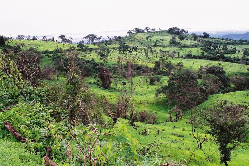 ギニア高原の<BR>
陸稲栽培と森林破壊