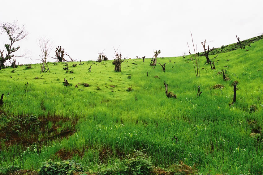 ギニア高原の劣化時土壌でのフオニオと陸稲